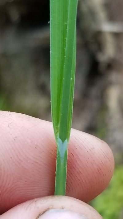 Carex striatula, photographed by Jeff Wilson