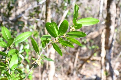 Erythroxylum mexicanum, photographed by Neptalí Ramírez Marcial