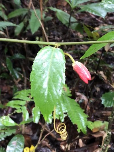 Passiflora miniata, photographed by Jared Shorma