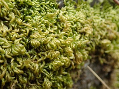 Scleropodium touretii, photographed by Randal