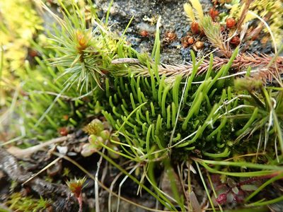 Anthoceros fusiformis, photographed by Randal