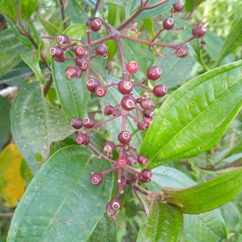 Miconia mexicana, photographed by José Manuel Macotela Cruz