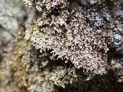 Gymnomitrion obtusum, photographed by Randal