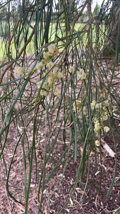 Acacia stenophylla, photographed by Oliver S.