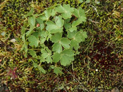Suksdorfia ranunculifolia, photographed by Randal