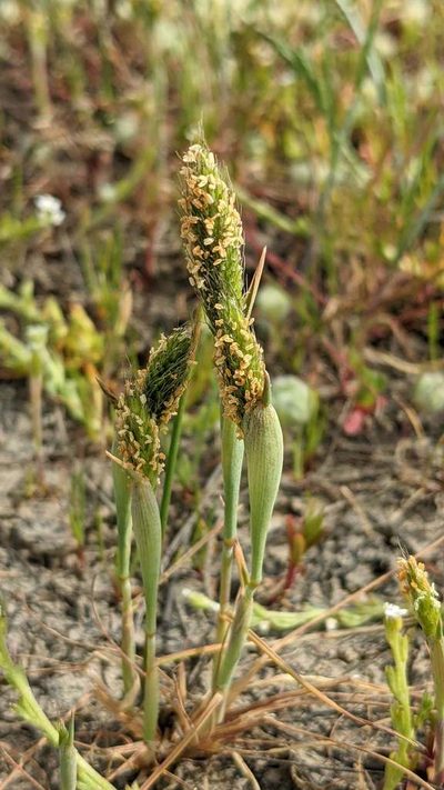 Alopecurus saccatus, photographed by Trevor Van Loon