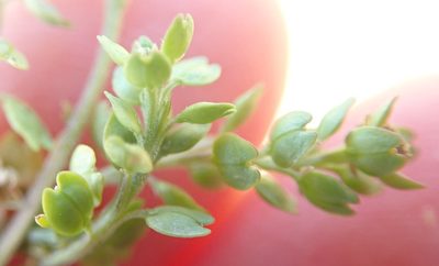 Lepidium strictum, photographed by Millie Basden