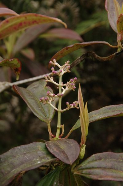 Miconia robinsoniana, photographed by Eric Knight