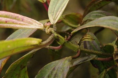 Miconia robinsoniana, photographed by Eric Knight