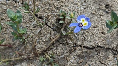 Downingia insignis, photographed by Trevor Van Loon