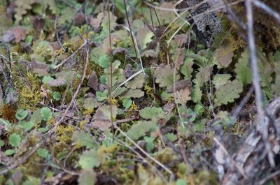 Lagenophora pinnatifida, photographed by Jon Sullivan