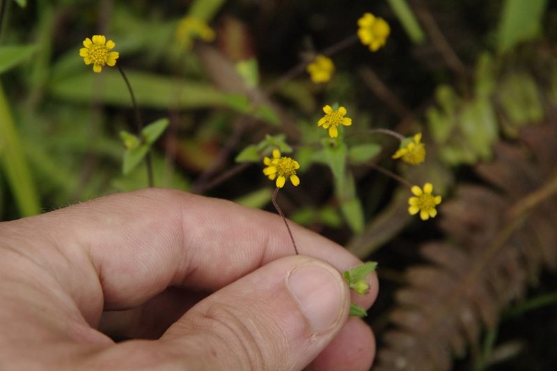 Jaegeria gracilis, photographed by Eric Knight
