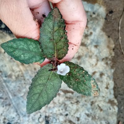 Strobilanthes reptans, photographed by Beah Vega