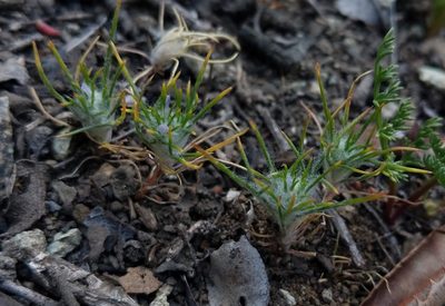 Eriastrum abramsii, photographed by Trevor Van Loon