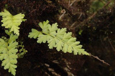 Asplenium praemorsum, photographed by Eric Knight