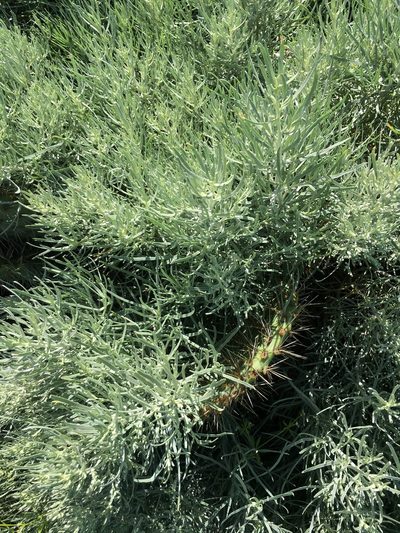 Artemisia nesiotica, photographed by Adam J. Searcy