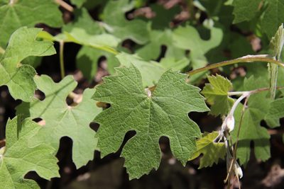 Vitis girdiana, photographed by Millie Basden