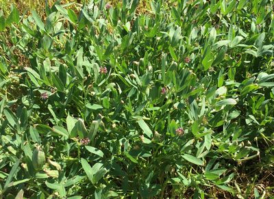 Trifolium palmeri, photographed by Adam J. Searcy