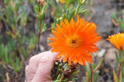 Lampranthus aureus, photographed by Jon Sullivan