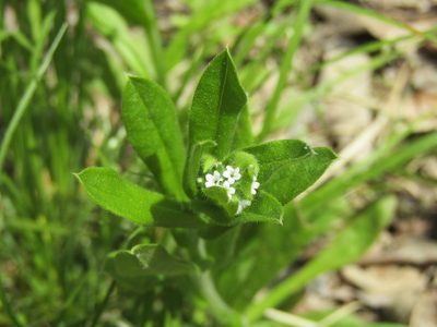 Myosotis macrosperma, photographed by jfox16