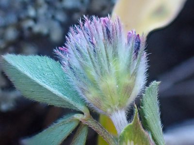 Trifolium macraei, photographed by Trevor Van Loon