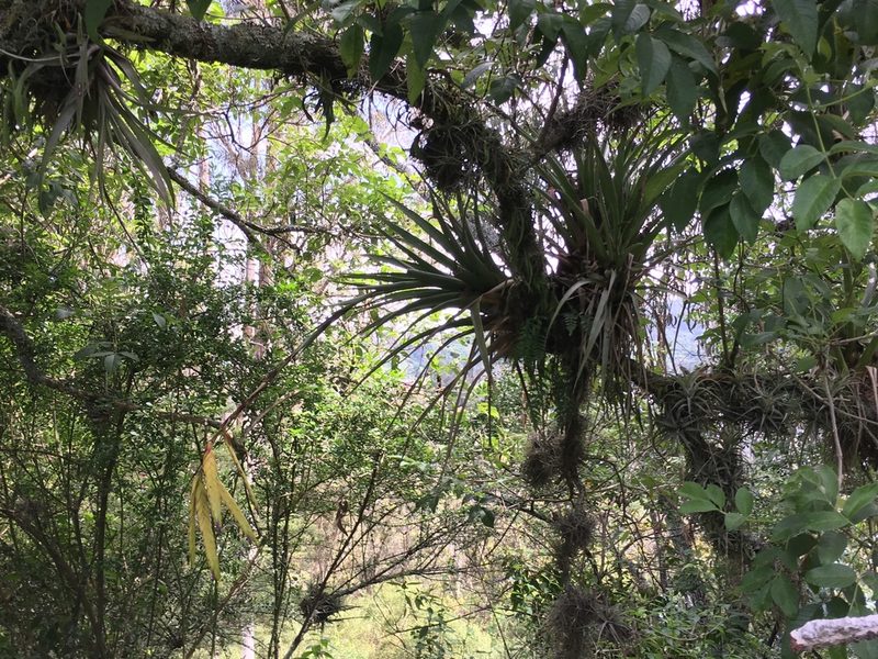 Tillandsia lajensis, photographed by David Parra Puente