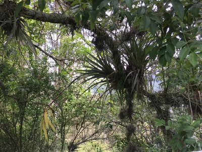 Tillandsia lajensis, photographed by David Parra Puente