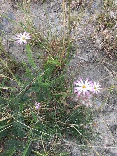Onoseris hyssopifolia, photographed by David Parra Puente
