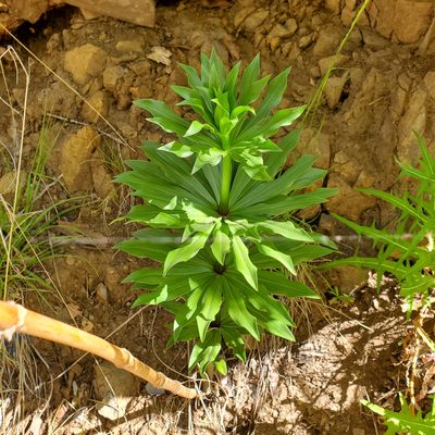 Lilium humboldtii, photographed by Dan Horowitz