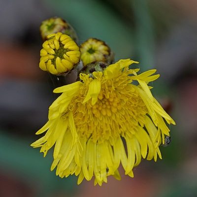 Podolepis hieracioides, photographed by Max Campbell