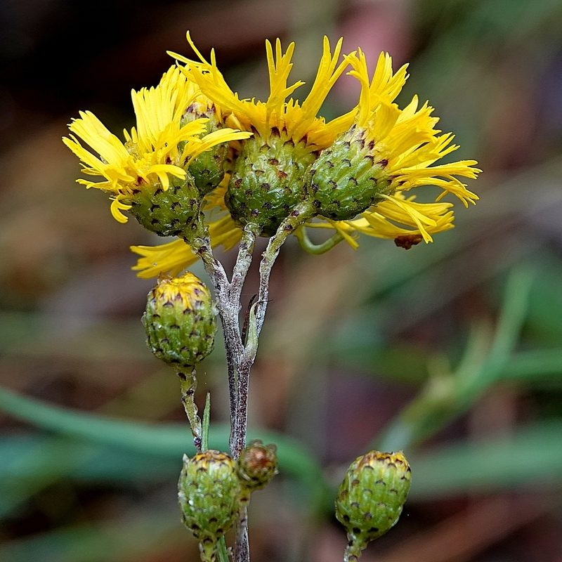 Podolepis hieracioides, photographed by Max Campbell