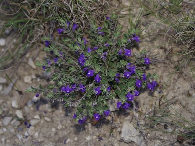 Scutellaria wrightii, photographed by Michelle W. （鍾偉瑋）