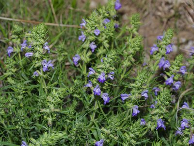 Salvia engelmannii, photographed by Michelle W. （鍾偉瑋）