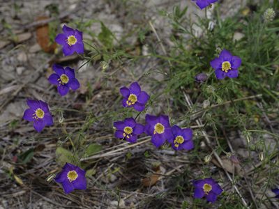 Giliastrum rigidulum, photographed by Michelle W. （鍾偉瑋）