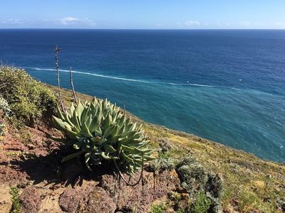 Dudleya traskiae, photographed by Adam J. Searcy