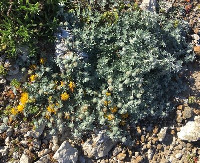Acmispon argophyllus, photographed by Adam J. Searcy