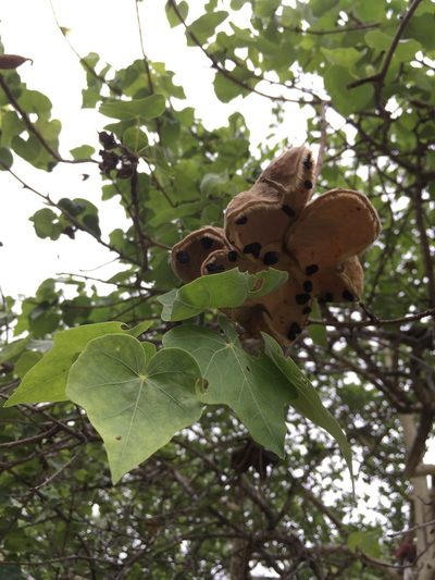 Sterculia rogersii, photographed by dschigel
