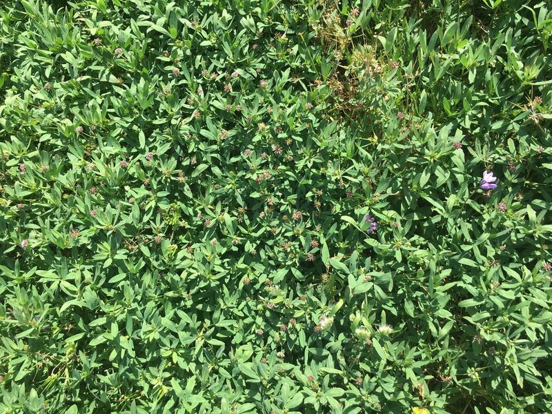 Trifolium palmeri, photographed by Adam J. Searcy