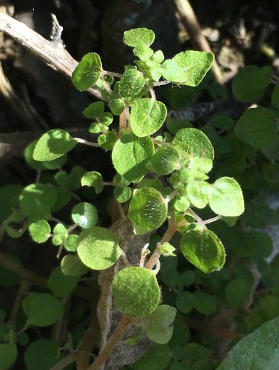 Parietaria hespera, photographed by Adam J. Searcy