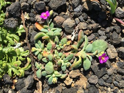 Cistanthe maritima, photographed by Adam J. Searcy