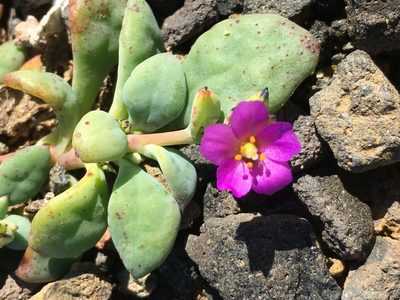 Cistanthe maritima, photographed by Adam J. Searcy