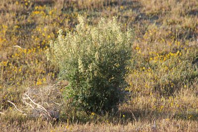 Astragalus oxyphysus, photographed by Jeff