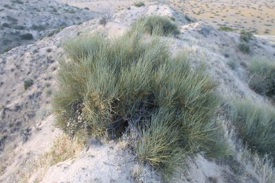 Ephedra californica, photographed by Jeff