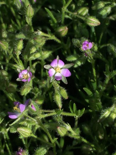 Spergularia bocconei, photographed by Adam J. Searcy