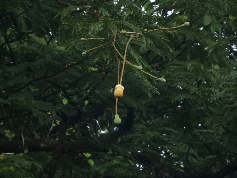 Parkia speciosa, photographed by Samuel Lee