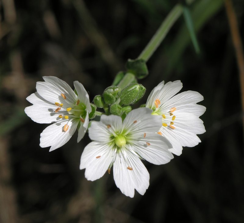 Cerastium maximum, photographed by Oleg Kosterin