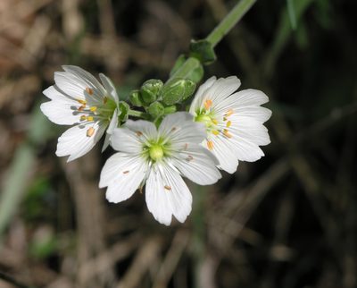 Cerastium maximum, photographed by Oleg Kosterin