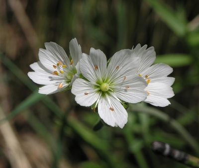 Cerastium maximum, photographed by Oleg Kosterin