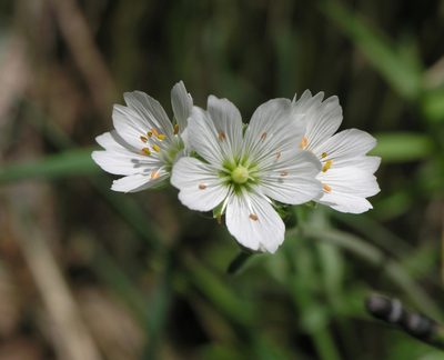 Cerastium maximum, photographed by Oleg Kosterin