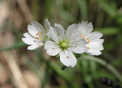 Cerastium maximum, photographed by Oleg Kosterin